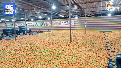 Tomato Market