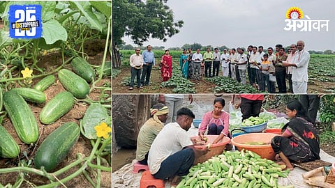 Cucumber Farming 
