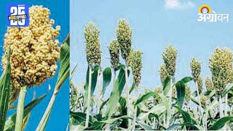 Jowar Farming 