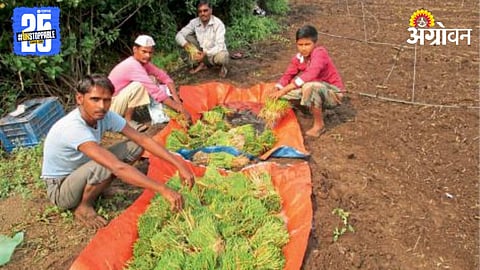 Onion Nursery