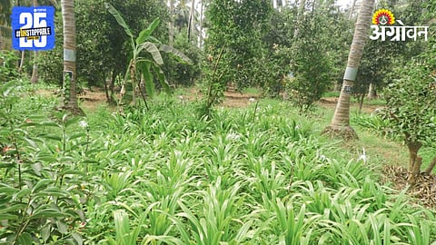 Coconut Farming 