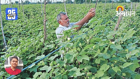 Cotton Farming