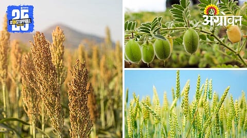 Rabi Crop Selection