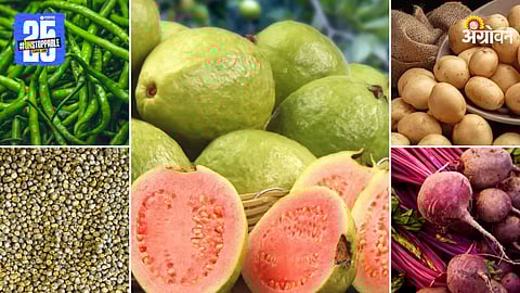 Agriculture Market Products