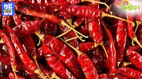 Chilli