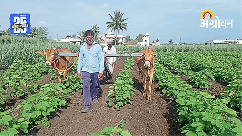 Cotton Farming