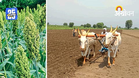 Rabi Jowar Sowing