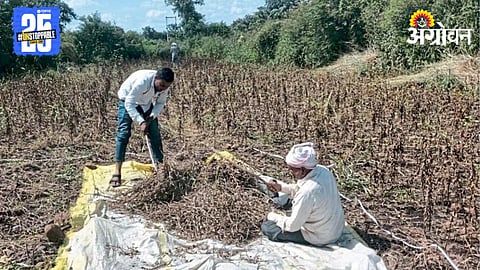 Crop Damage 