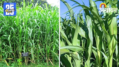 Sorghum Fodder