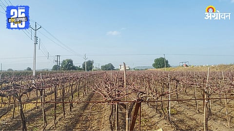 Grape Orchard Issue