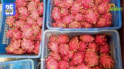 Dragon Fruit