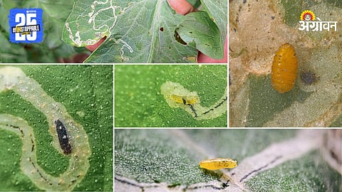 Nagali Caterpillar