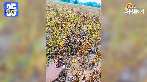 Crop Damage 