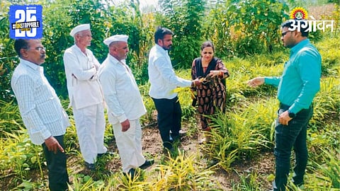 Ginger Crop Damage