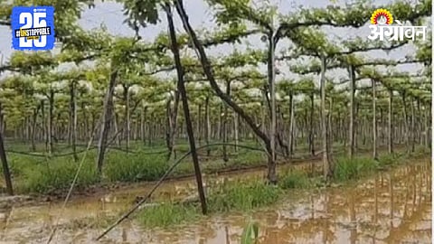 Crop Damage 