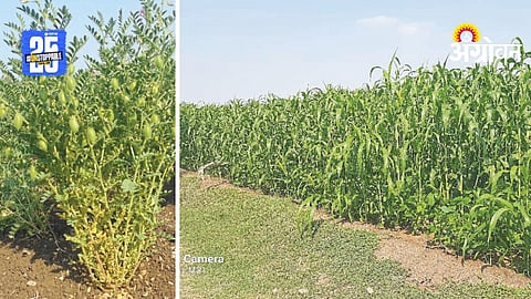 Rabi Season