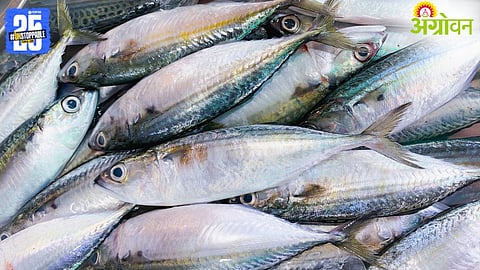 fish size regulation