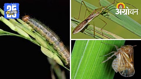Rice Pest Management