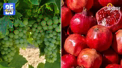 Grape and Pomegranate