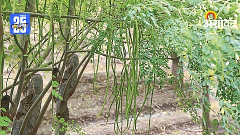Moringa