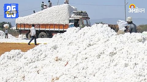 Cotton Market