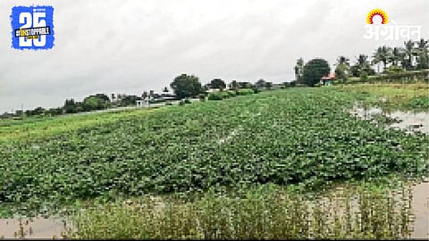 Crop Damage 