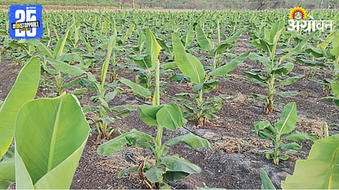 Banana Farming 