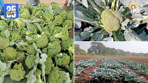 Broccoli Farming