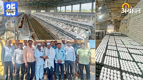 Layer Poultry Farming 