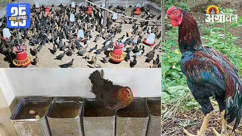 Poultry Farming 