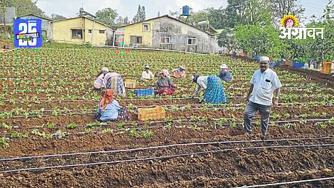 Strawberry Season