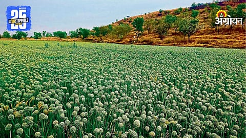 Onion Farm