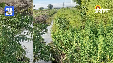 Irrigation Issues