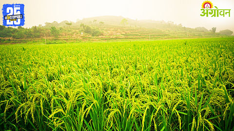 Kharif Crops