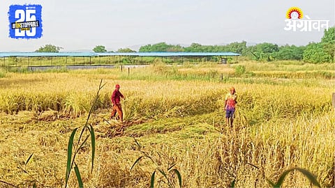 Paddy harvesting 
