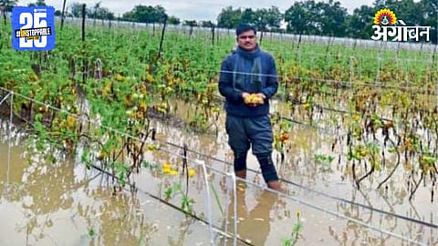 Crop Damage 