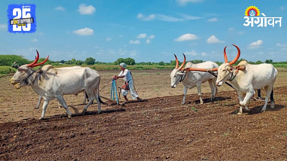 Rabi Season | जमिनी वाफशाला; रब्बीची तयारी सुरू | Preparations for the ...