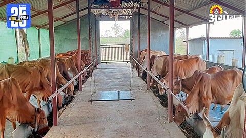 Animal Care 
