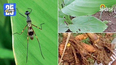 Turmeric Pest