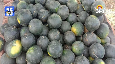 Watermelon Farming