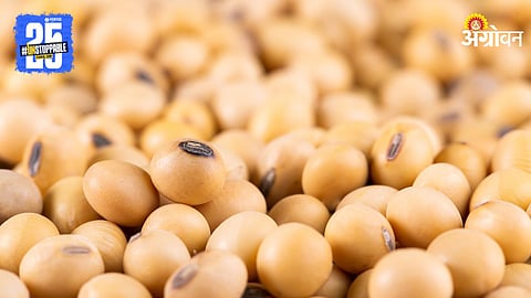 Soybean Market