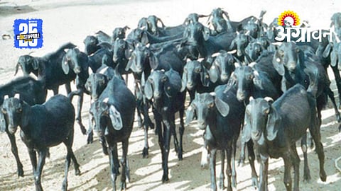 Goat Farming