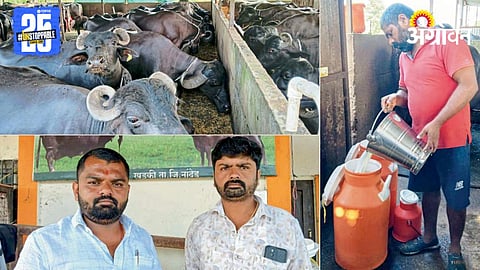 Dairy Farming 