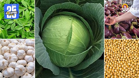 Agriculture Market Products