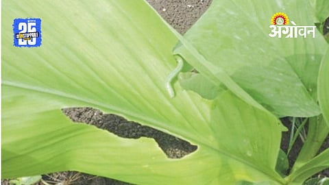Turmeric Farming