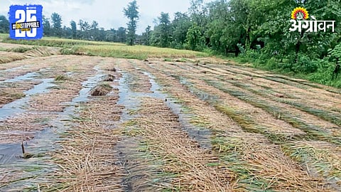 Paddy Crop Damage
