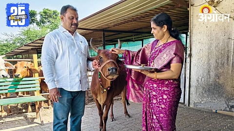 Desi Cow Conservation