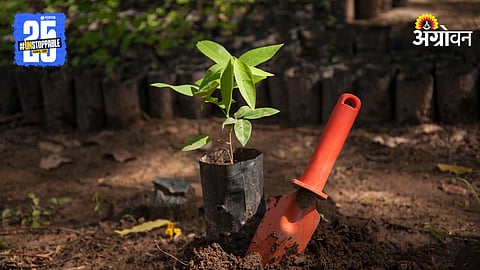 Tree Plantation