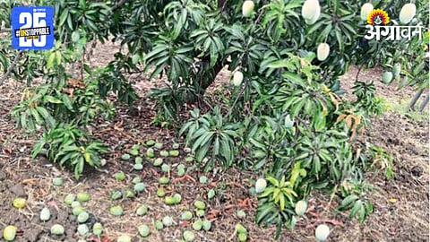 Mango Crop Damage