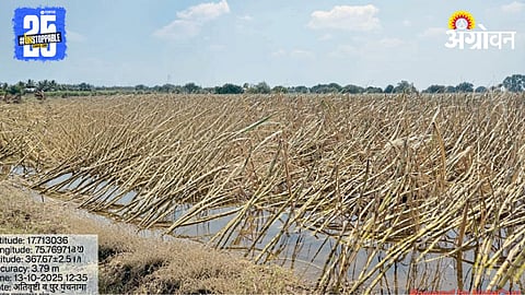 Sugarcane Crop Damage 